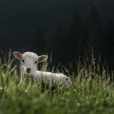 Gentle White Lamb in Evergreen Meadow
