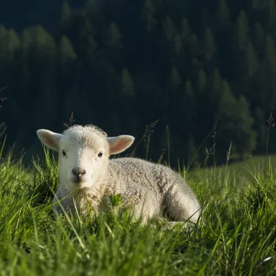 Gentle Lamb Resting in Evergreen Meadow