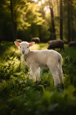 Gentle Lamb in Evergreen Meadow Light