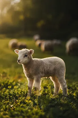 Gentle Lamb in Sunlit Green Meadow