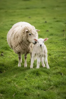 White Lamb and Ewe in Green Meadow