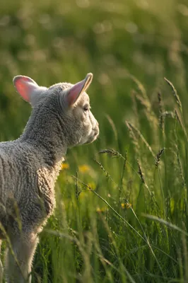 Young Lamb in Sunlit Green Meadow