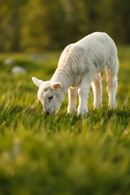 Gentle Lamb in Evergreen Meadow Light