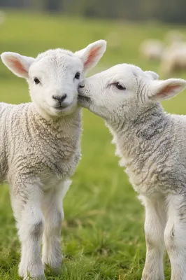 Gentle Lambs in a Green Meadow