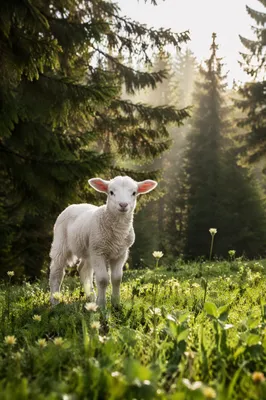 White Lamb in Evergreen Meadow Light