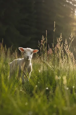 Young Lamb in Evergreen Meadow Light