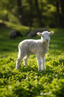 Young Lamb in Evergreen Meadow Light