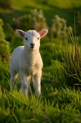 Young White Lamb in Evergreen Meadow