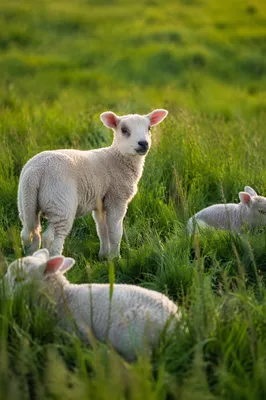 Gentle Lamb in Evergreen Meadow Light