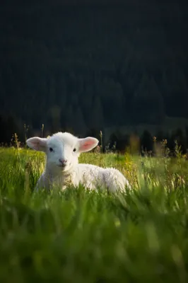Young White Lamb in Evergreen Meadow