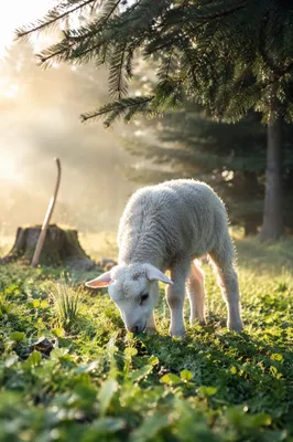 Gentle Lamb in Evergreen Morning Meadow
