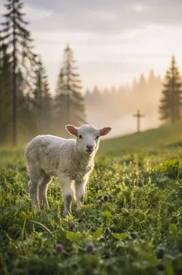 Gentle Lamb in Evergreen Morning Meadow
