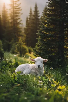 White Lamb in Evergreen Meadow Light