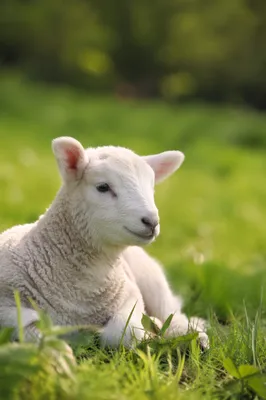 Young White Lamb in Evergreen Meadow