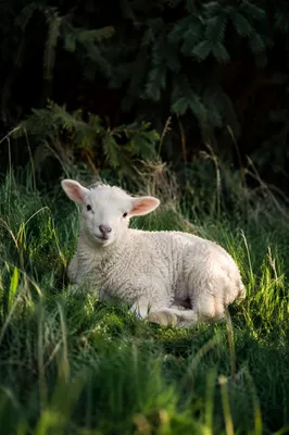 Gentle Lamb Resting in Evergreen Meadow