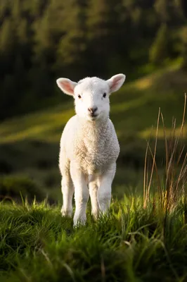 Peaceful White Lamb in Green Meadow