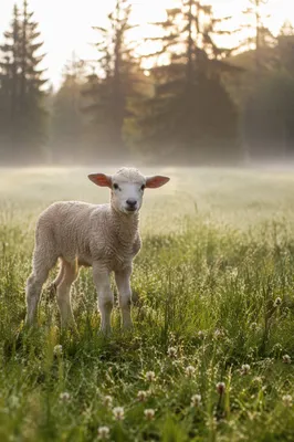 Young Lamb in Misty Evergreen Meadow