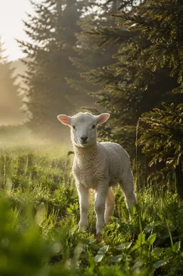 White Lamb in Misty Evergreen Meadow