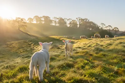 Gentle Lambs in Evergreen Morning Meadow