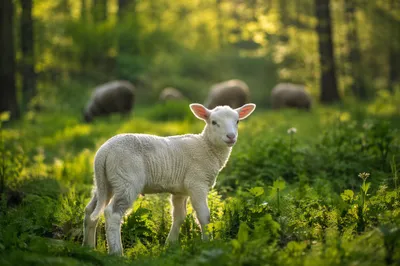 Gentle Lamb in Evergreen Morning Meadow