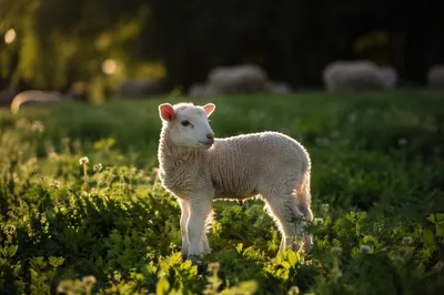Gentle Lamb in Evergreen Meadow Light