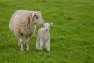 Gentle Lamb and Ewe in Green Meadow