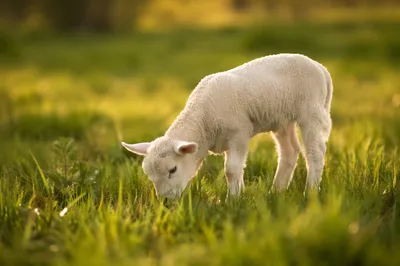 Gentle Lamb in Evergreen Meadow Light