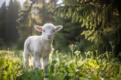 White Lamb in Evergreen Meadow Light