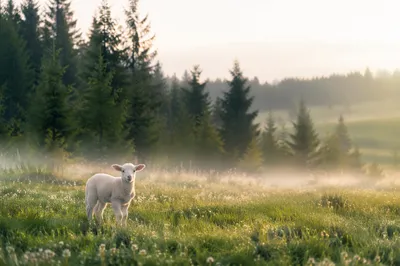 White Lamb in Evergreen Meadow Light