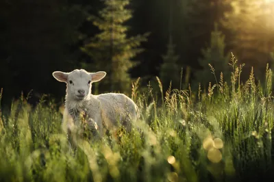 Young Lamb in Evergreen Meadow Light