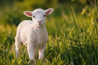 Gentle White Lamb in Evergreen Meadow