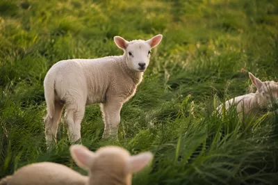 Young Lamb in Evergreen Meadow Light