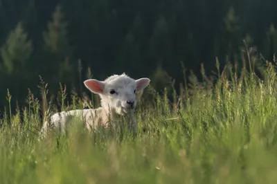 Young White Lamb in Evergreen Meadow
