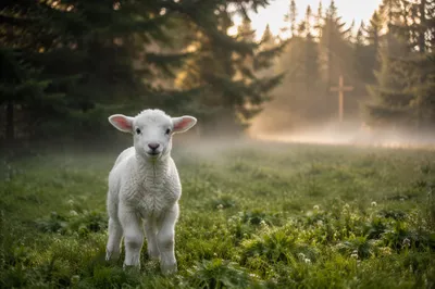 White Lamb in Evergreen Meadow Light