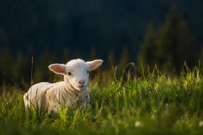 Gentle Lamb Resting in Evergreen Meadow
