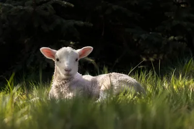Gentle Lamb Resting in Evergreen Meadow