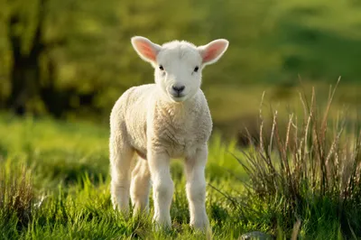 Peaceful White Lamb in Green Meadow