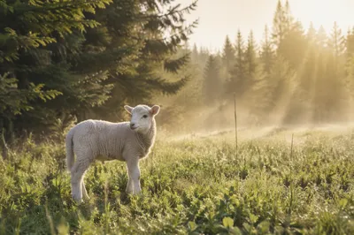 Gentle Lamb in Evergreen Meadow Light