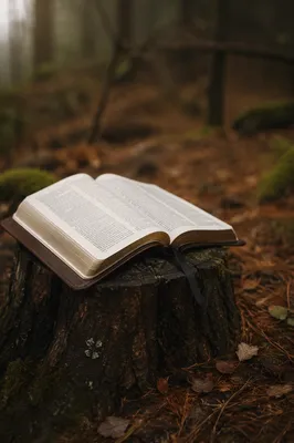 Open Leather Bible in Evergreen Woodland