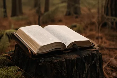 Open Leather Bible in Evergreen Woodland