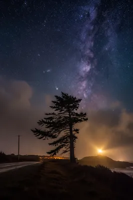 Evergreen Silhouette by Stormlit Lighthouse