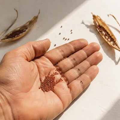 Mustard Seeds Resting in Open Palm