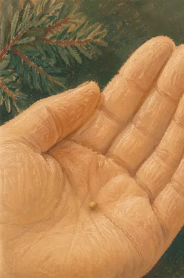 Mustard Seed Resting in Open Palm