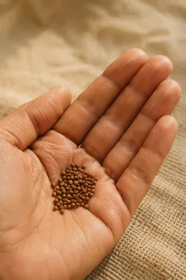 Mustard Seeds Resting in Open Palm