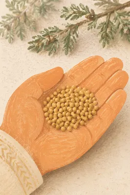Mustard Seeds Resting in Open Palm