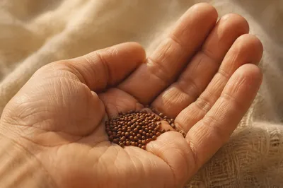 Mustard Seeds Resting in Open Palm