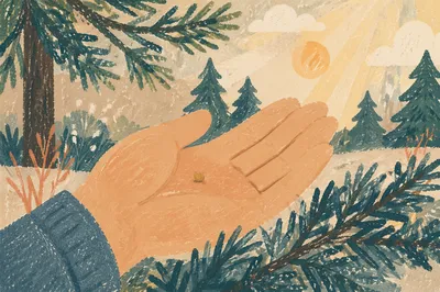 Mustard Seed in Hand Over Evergreen Needles