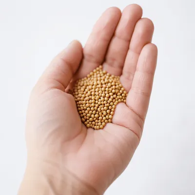 Mustard Seeds Resting in Open Palm
