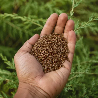 Mustard Seeds in Palm with Evergreen Background