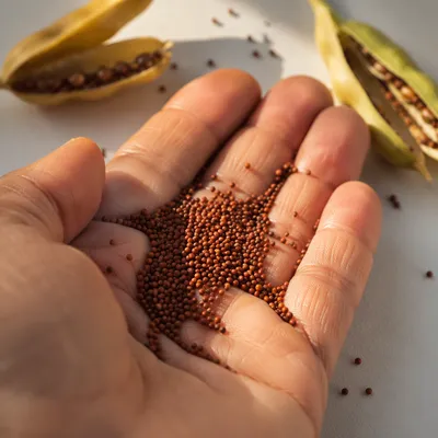 Mustard Seeds Resting in Open Palm